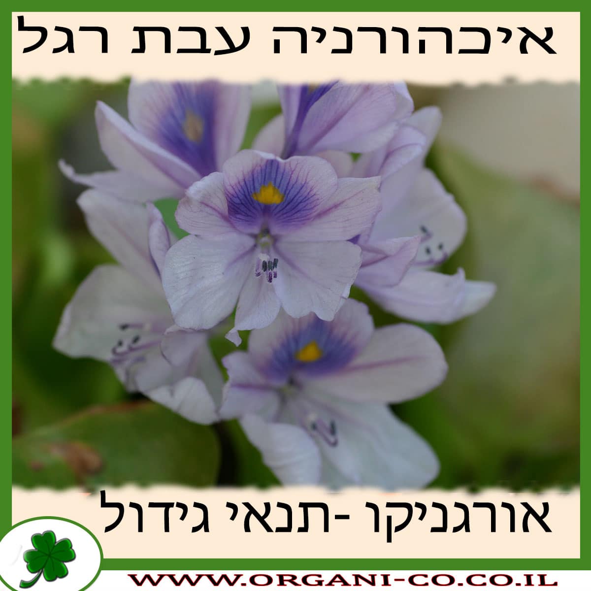 איכהורניה עבת רגל גידול צמח