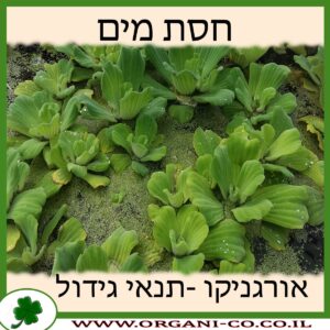 חסת מים