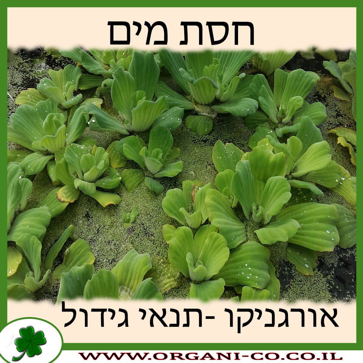 חסת מים