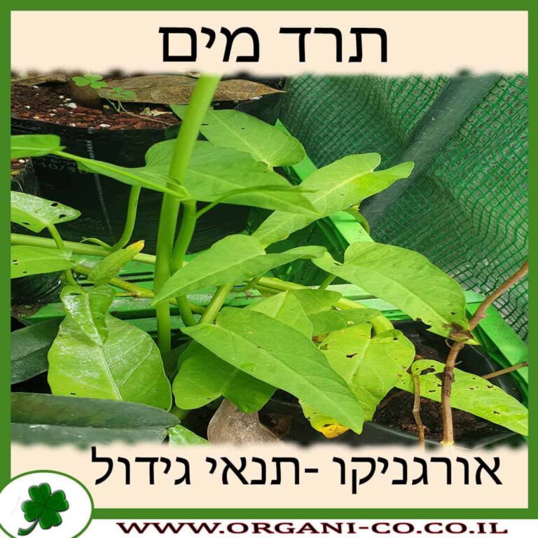 תרד מים תרד מים גידול צמח