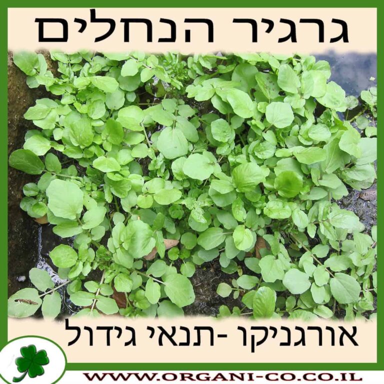 גרגיר הנחלים גרגיר הנחלים גידול צמח
