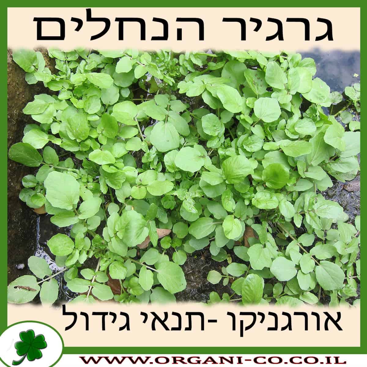 גרגיר הנחלים גידול צמח