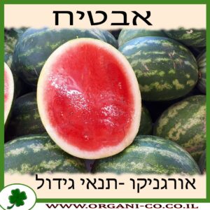 אבטיח גידול צמח