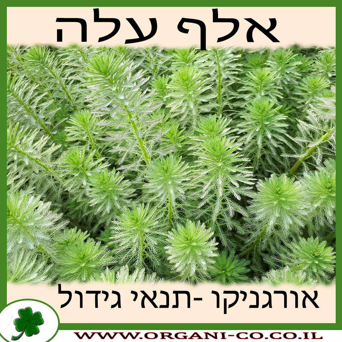 אלף עלה גידול צמח