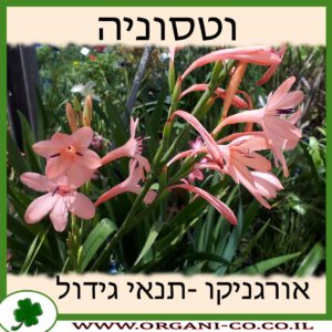וטסוניה גידול צמח