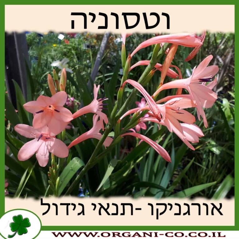 וטסוניה וטסוניה גידול צמח