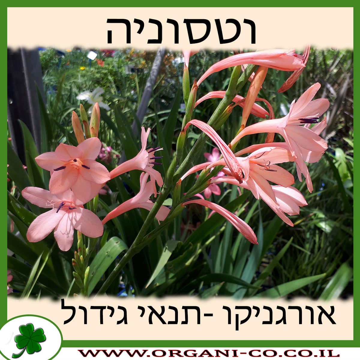 וטסוניה גידול צמח