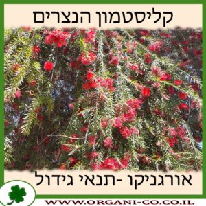 קליסטמון הנצרים