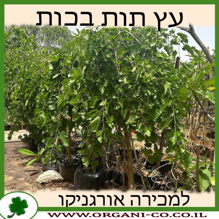 עץ תות בכות בוגר 3 צול - למכירה - מחיר - אורגניקו
