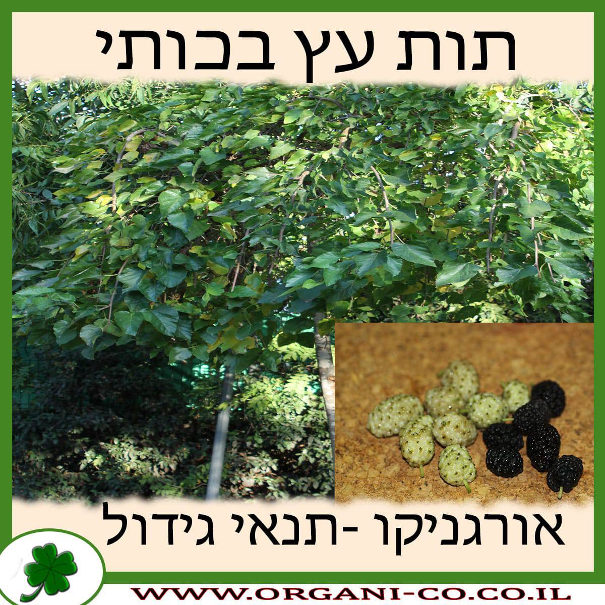 תות עץ בכותי גידול צמח