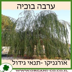 ערבה בוכיה