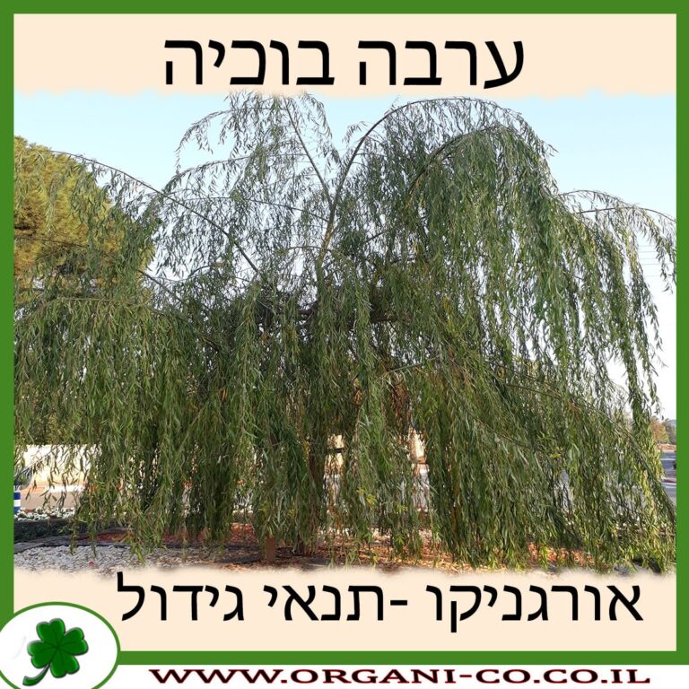 ערבה בוכיה ערבה בוכיה