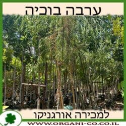 ערבה בוכיה (בבל) - 25 ליטר