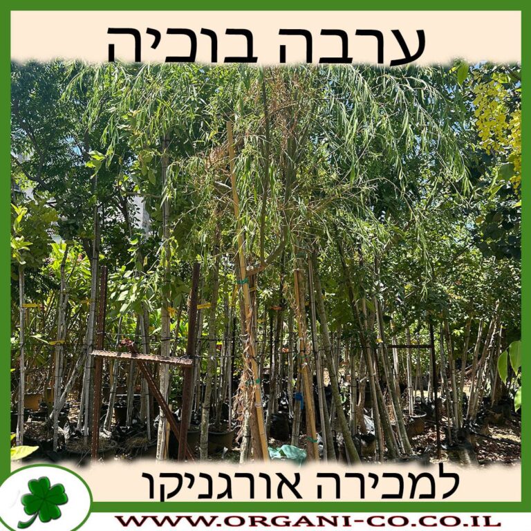 ערבה בוכיה - גידול - משתלת אורגניקו - תנאי גידול - Weeping Willow