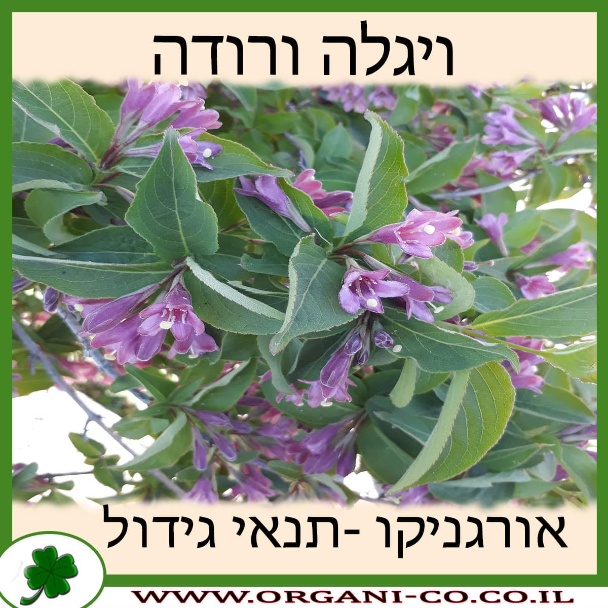 ויגלה ורודה