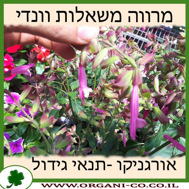 מרווה משאלות וונדי