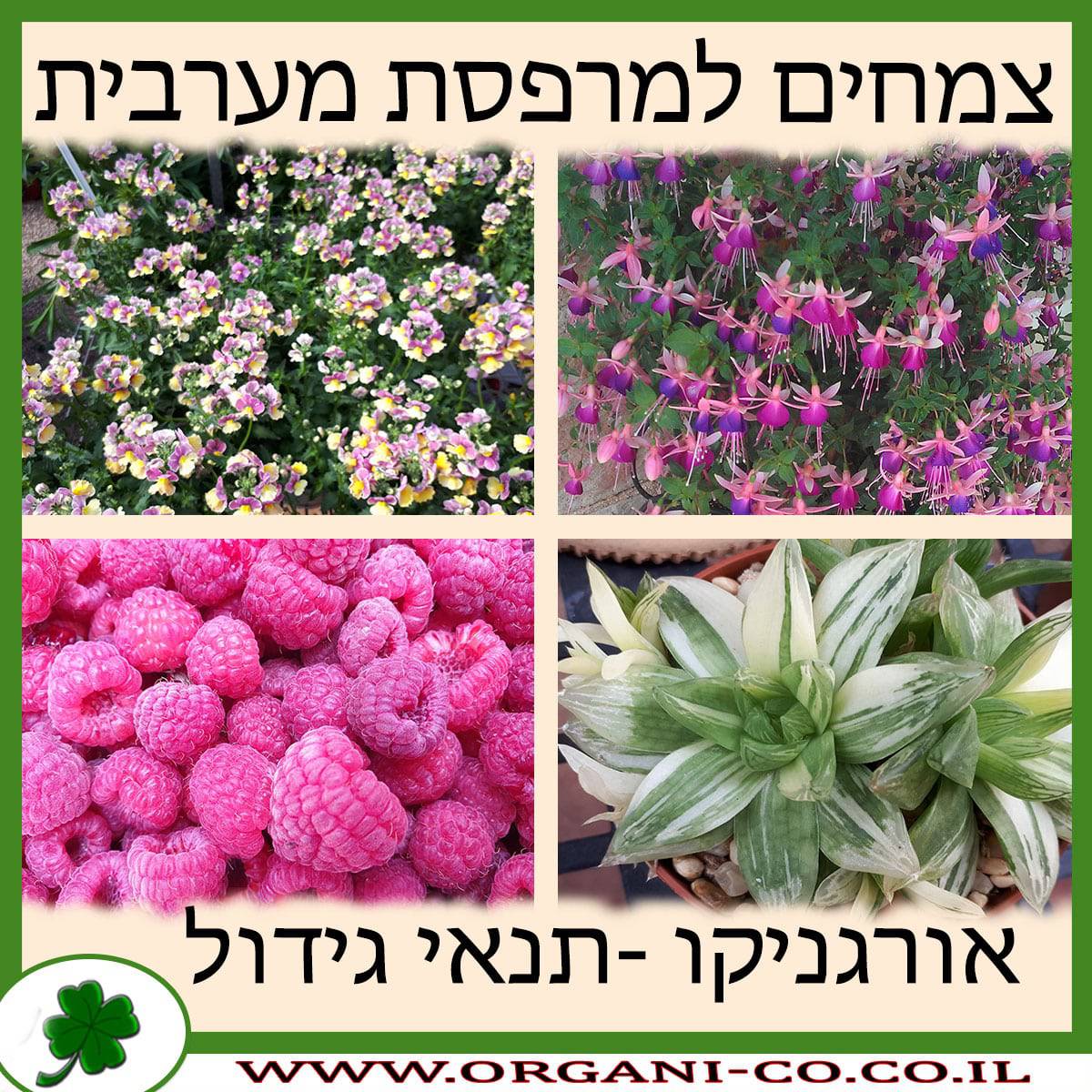 צמחים למרפסת מערבית