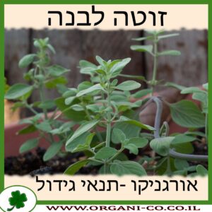 זוטה לבנה גידול צמח