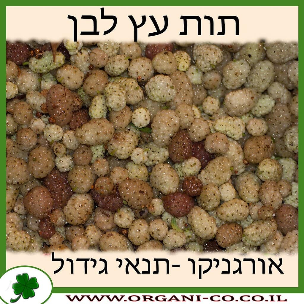 תות עץ - גידול - משתלת אורגניקו - גידול אורגני - Mulberry tree