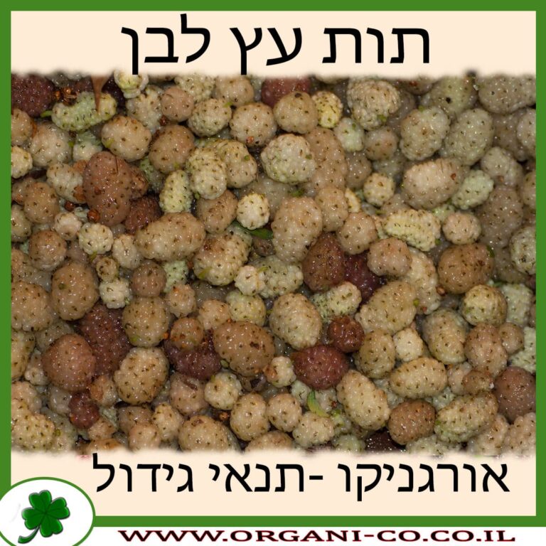 תות עץ לבן תות עץ לבן גידול צמח