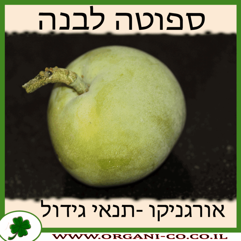 ספוטה לבנה ספוטה לבנה גידול צמח