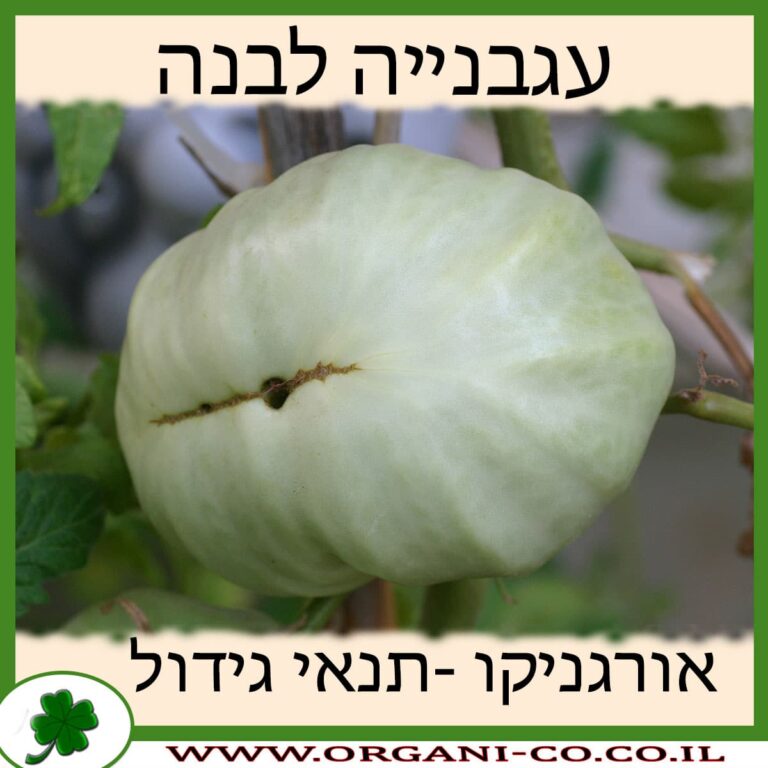 עגבנייה לבנה עגבנייה לבנה תנאי גידול