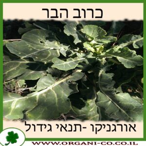 כרוב הבר