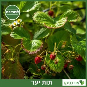 תות יער למכירה - מחיר