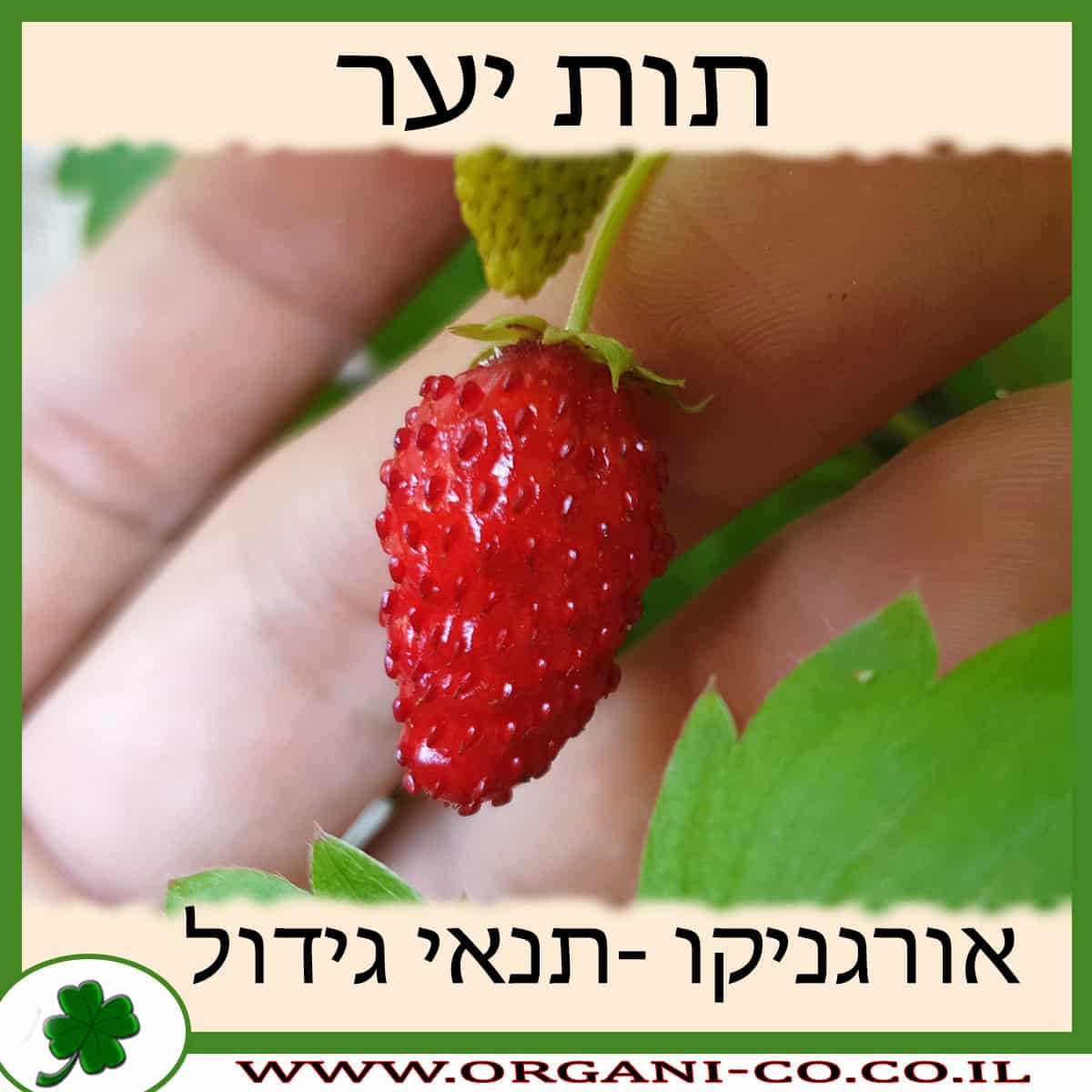 תות יער גידול צמח