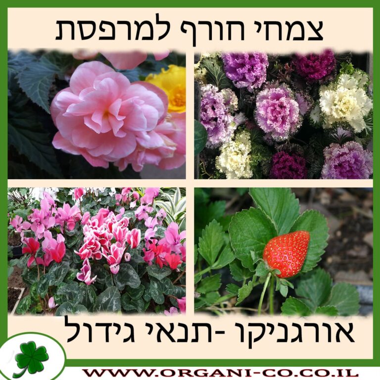 צמחי חורף למרפסת