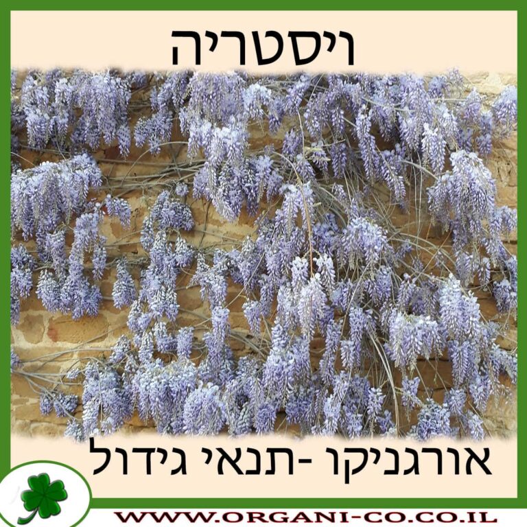 ויסטריה ויסטריה