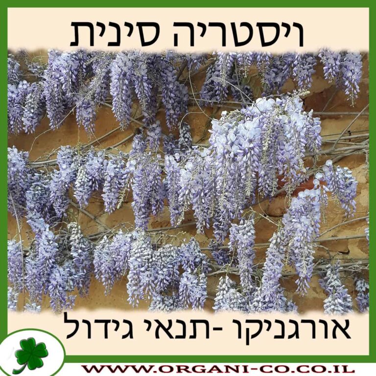 ויסטריה סינית ויסטריה סינית
