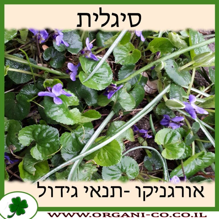 סיגלית סיגלית תנאי גידול