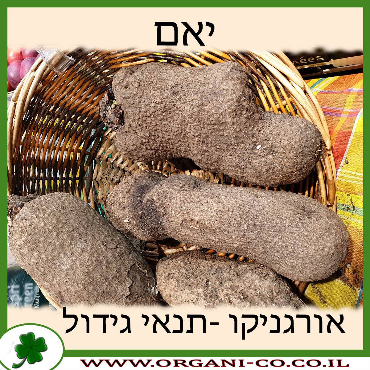 יאם