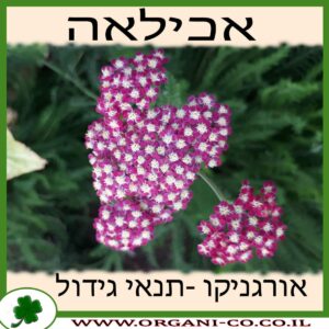 אכילאה גידול צמח