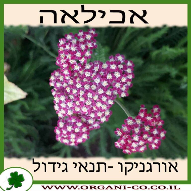 אכילאה אכילאה גידול צמח