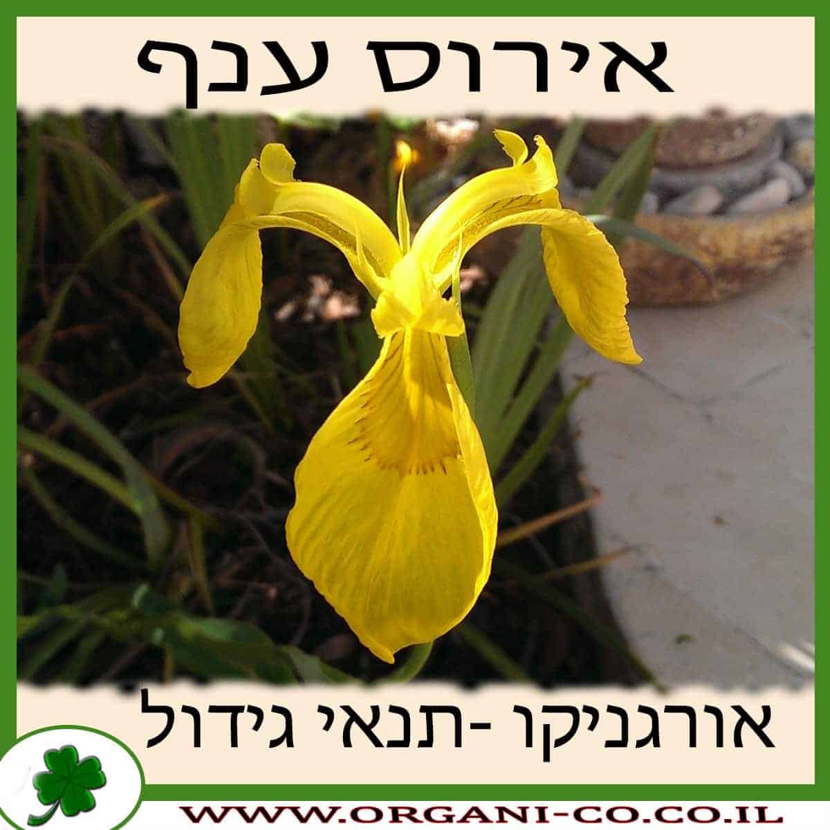 אירוס ענף גידול צמח