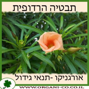 תבטיה הרדופית