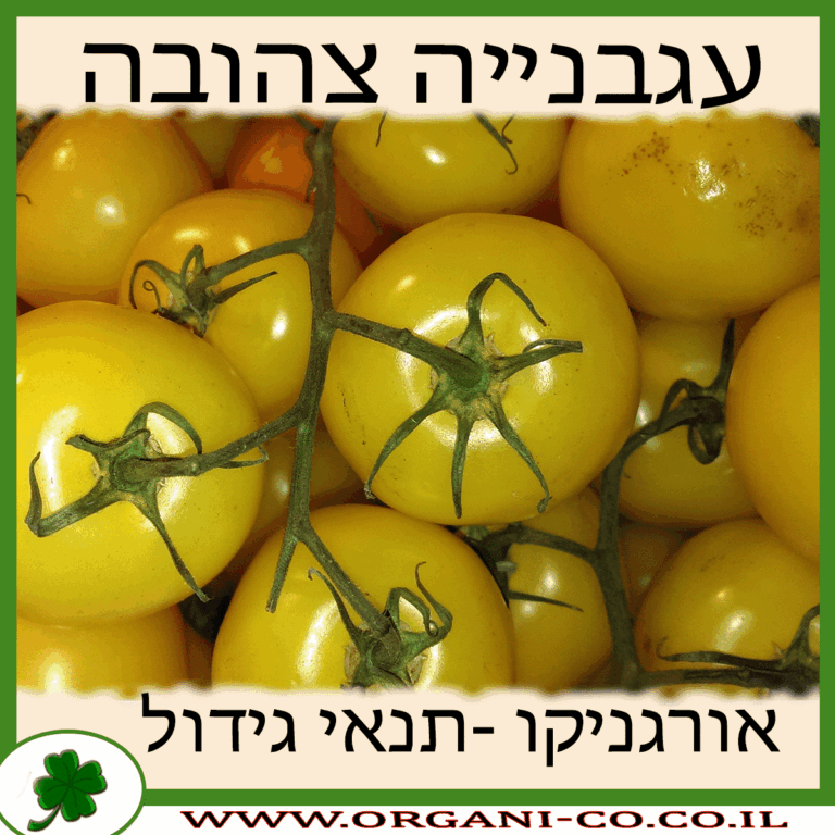 עגבנייה צהובה עגבנייה צהובה גידול צמח