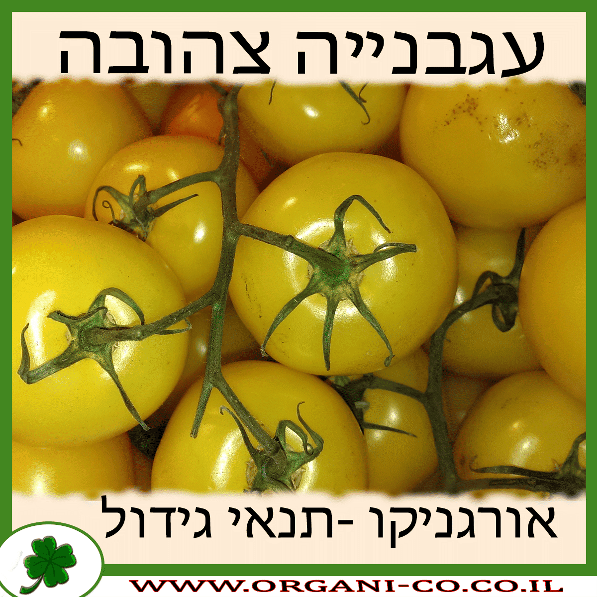 עגבנייה צהובה גידול צמח