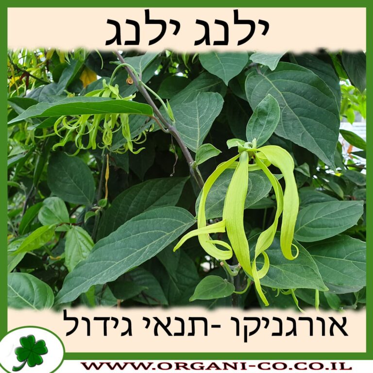 ילנג ילנג ילנג ילנג גידול צמח