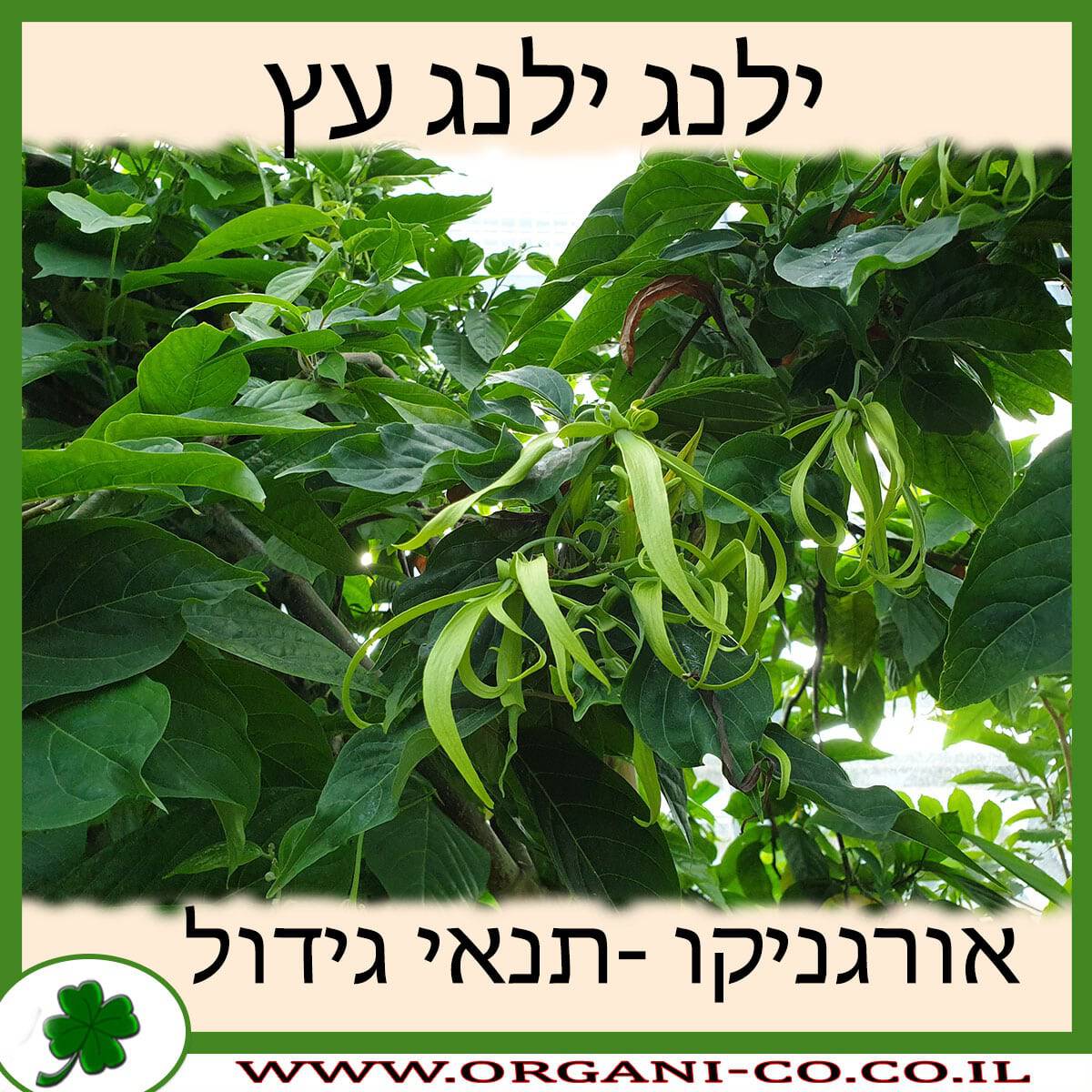 ילנג ילנג עץ