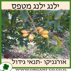 ילנג ילנג מטפס