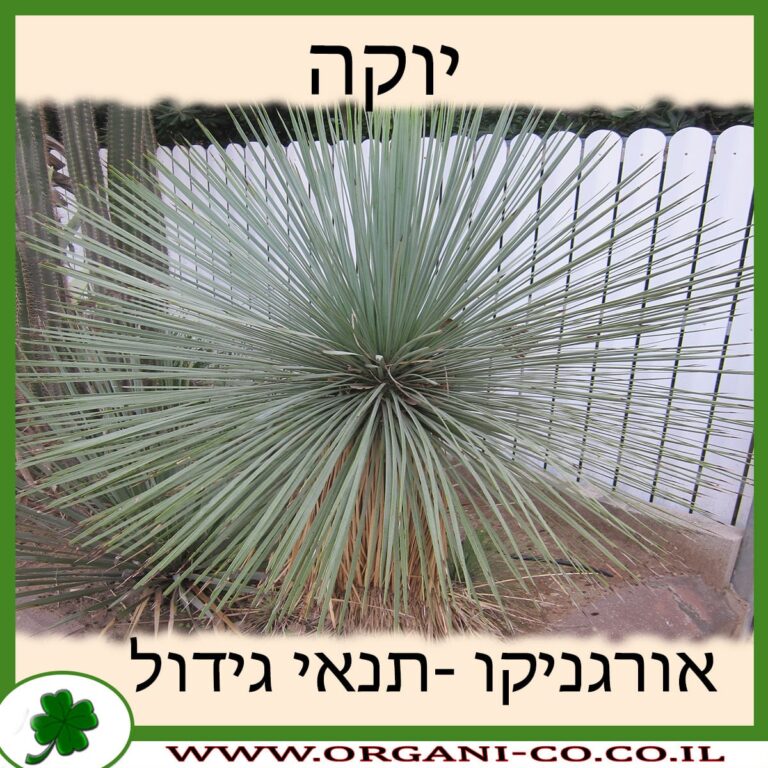 יוקה יוקה