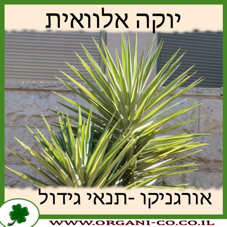 יוקה אלוואית יוקה אלוואית