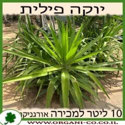 יוקה פילית ירוקה
