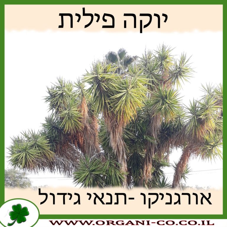 יוקה פילית יוקה פילית