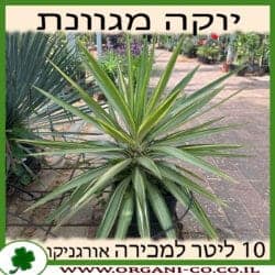 יוקה מגוונת