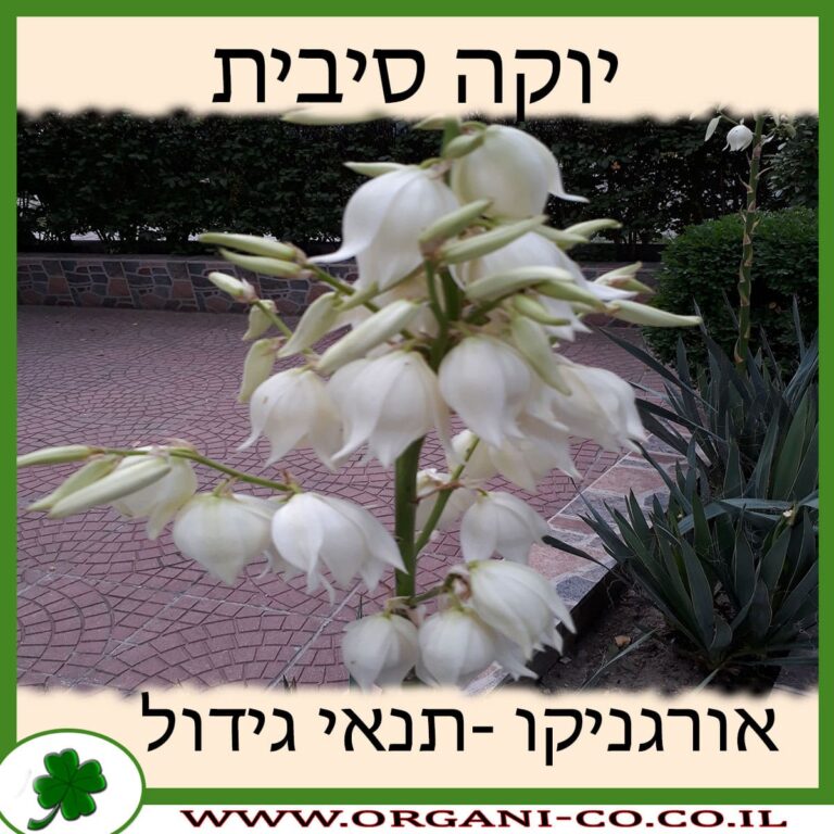 יוקה סיבית