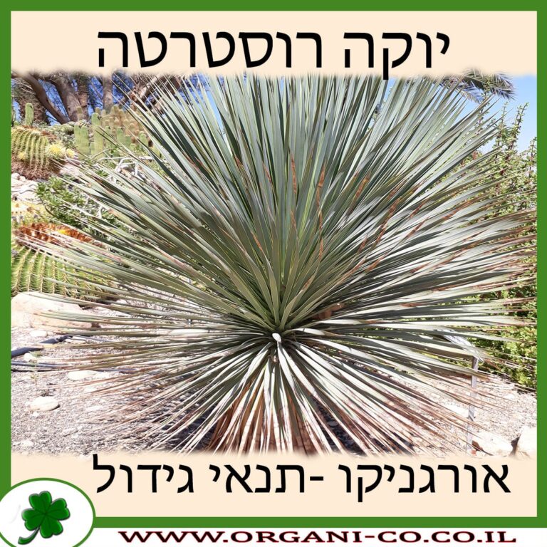 יוקה רוסטרטה יוקה רוסטרטה
